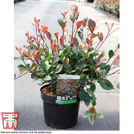 Photinia Fraseri 'Little Red Robin' - Image 4