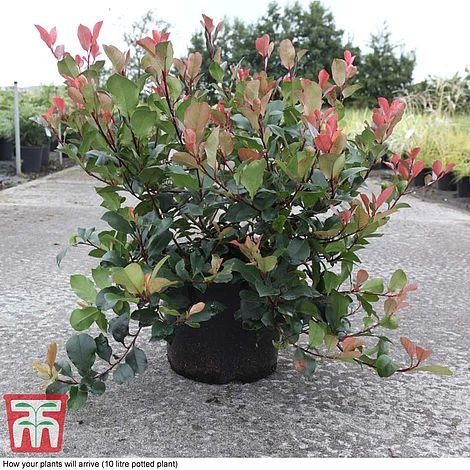 Photinia Fraseri 'Little Red Robin' - Image 3