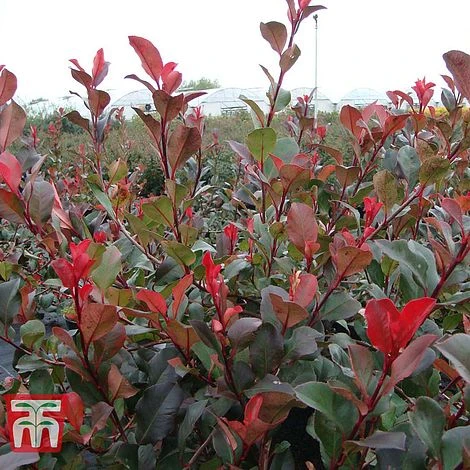 Photinia Fraseri 'Little Red Robin'