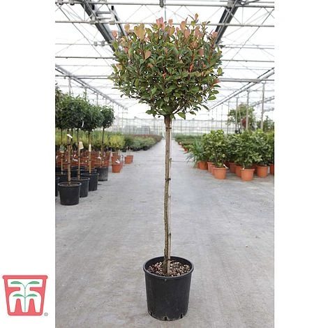 Photinia Fraseri 'Little Red Robin' (Standard) - Image 2