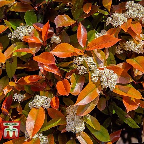 Photinia Fraseri 'Little Red Robin' (Standard) - Image 3