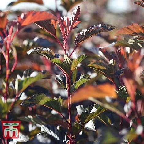 Physocarpus Opulifolius 'Diable D'Or' - Image 3