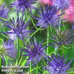 Phyteuma Scheuchzeri