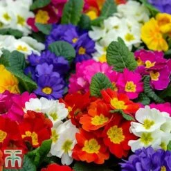 Polyanthus Eliator 'Crescendo® Mixed' F1 Hybrid