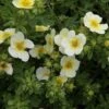 Potentilla Fruticosa 'Limelight'