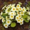 Primula Vulgaris - Seeds