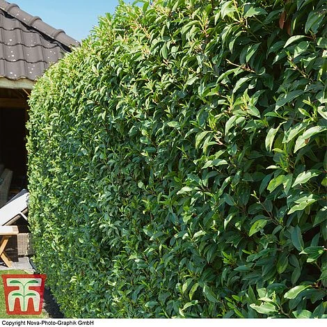 Prunus Lusitanica 'Angustifolia'