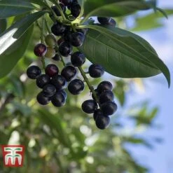 Prunus Laurocerasus 'Novita'