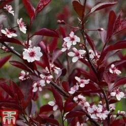 Prunus X Cistena