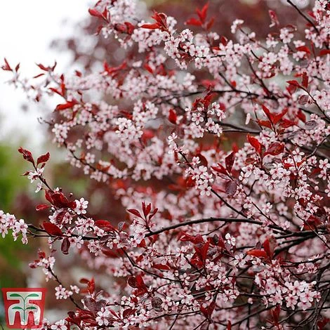 Prunus X Cistena - Image 2