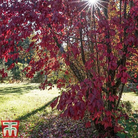 Prunus X Cistena - Image 3