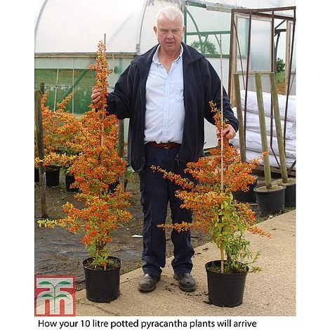 Pyracantha Collection - Image 2