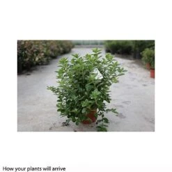 Rhododendron 'Palestrina'