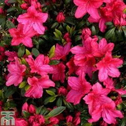 Rhododendron 'Vuyk's Scarlet' (Azalea Group)