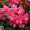 Rhododendron 'Surrey Heath'