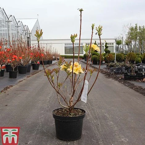 Rhododendron 'Harvest Moon' - Image 2