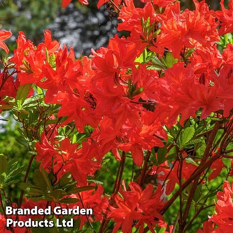 Rhododendron 'Nabucco' (Azalea Group) - Image 2