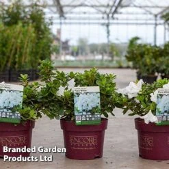 Azalea 'Encore Pure White'