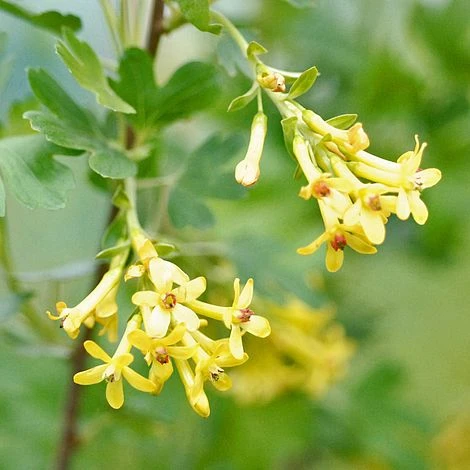 Ribes Odoratum - Image 2