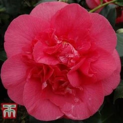 Camellia Japonica 'R.L. Wheeler'
