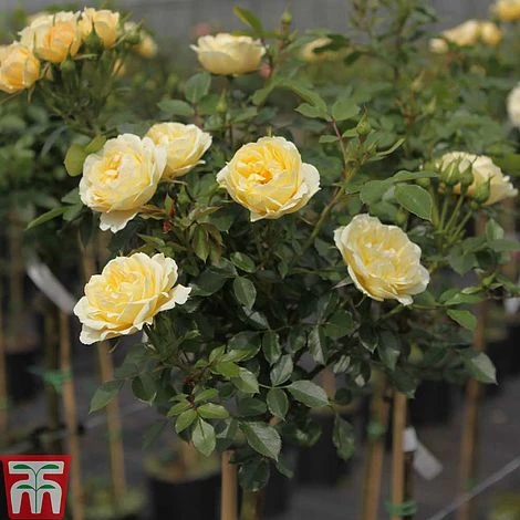 Rose 'Happy Go Lucky' (Floribunda Rose) - Image 2