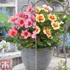 Rose 'Eyes Collection'