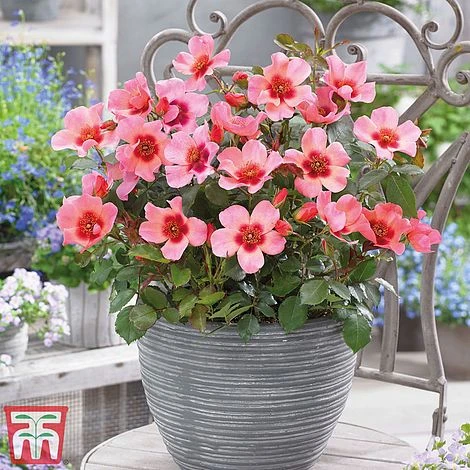 Rose 'Eyes Collection' - Image 2