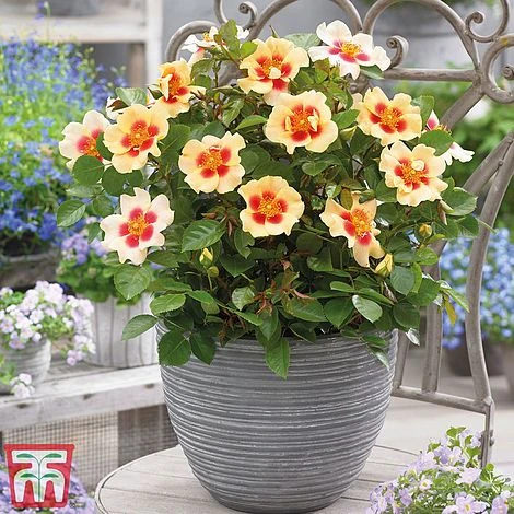 Rose 'Eyes Collection' - Image 3