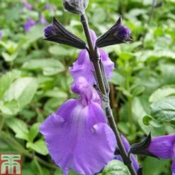 Salvia 'Lavender Dilly Dilly'