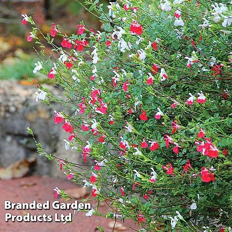 Salvia Lips Duo Collection - Image 3