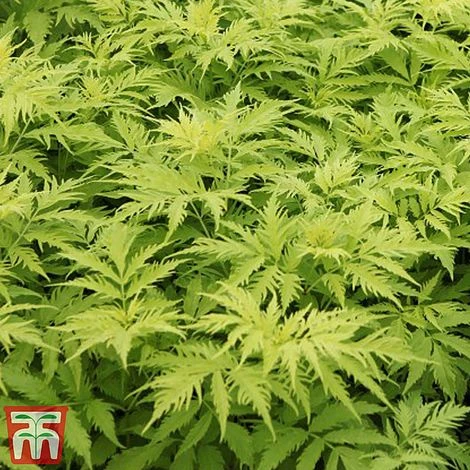 Sambucus Racemosa 'Sutherland Gold' - Image 2