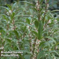 Sarcococca Hookeriana Var. Digyna 'Purple Stem'