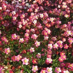 Saxifraga 'Peter Pan'