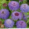 Scabious 'Blue Jeans'