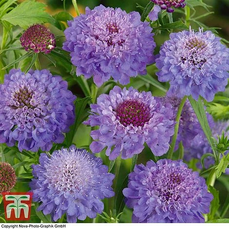 Scabious 'Blue Jeans'