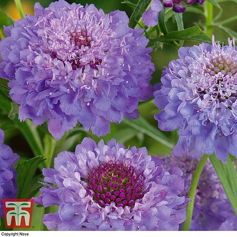 Scabious 'Blue Jeans' - Image 2