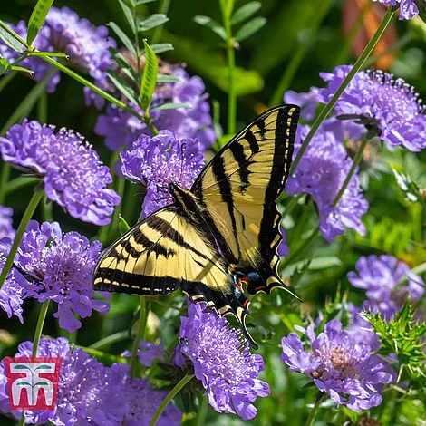 Scabious 'Blue Jeans' - Image 3