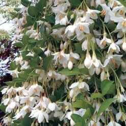 Styrax Japonicus 'Fragrant Fountain'