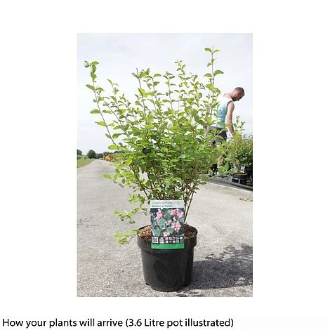 Symphoricarpos X Doorenbosii 'Amethyst' - Image 2