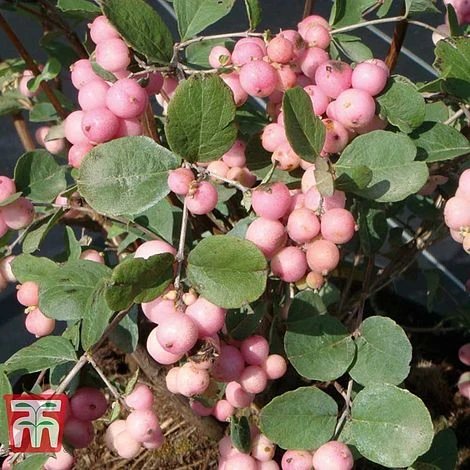 Symphoricarpos X Doorenbosii 'Amethyst'