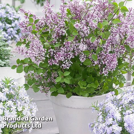 Syringa Flowerfesta® Collection - Image 6