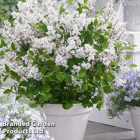 Syringa Flowerfesta® Collection - Image 7