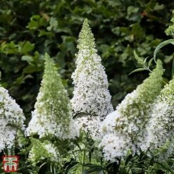 Buddleja Davidii 'White Profusion'