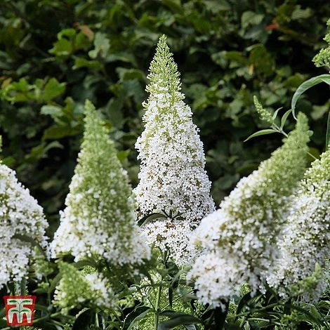 Buddleja Davidii 'White Profusion'