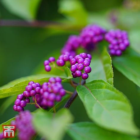 Callicarpa Kwangtungensis - Image 2