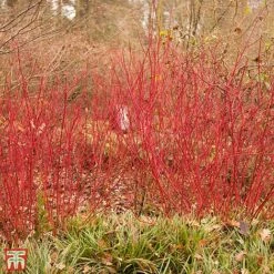 Cornus Alba 'Siberian Pearls'
