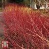 Cornus Sericea 'Kelseyi'