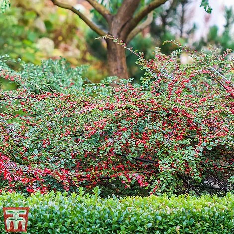 Cotoneaster Horizontalis 'Variegatus'