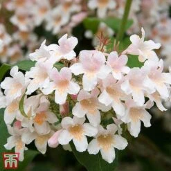 Kolkwitzia Amabilis 'Maradco'