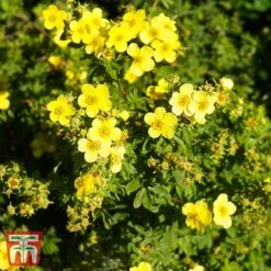 Potentilla Fruticosa 'Sommerflor'